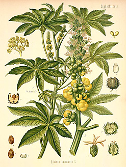 Ricinus communis